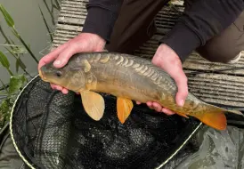 Beautiful Mirror Carp.png 83